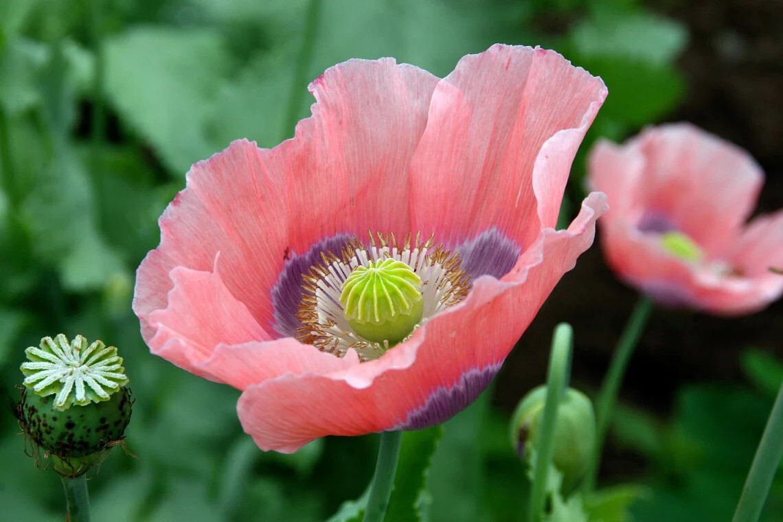 1,000 The Giant – Giganteum P. Somniferum Poppy Seeds -HUGE Pink&Purple Blooms!