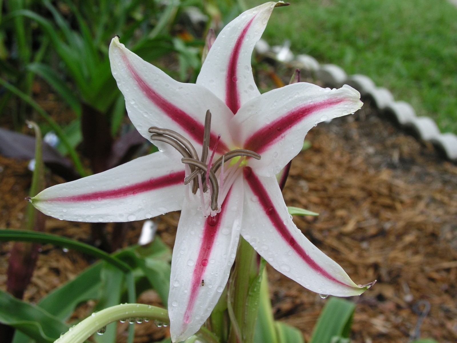 Crinum Lily, scabrum Margie Brown, large, near blooming-size bulb, NEW, RARE
