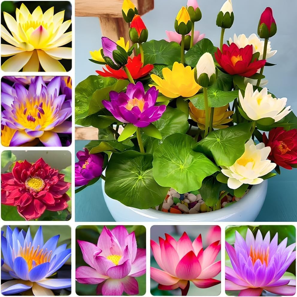 35 Mixed Miniature Water Lily & Lotus Seeds Vibrant Blooms for Bowls & Ponds …