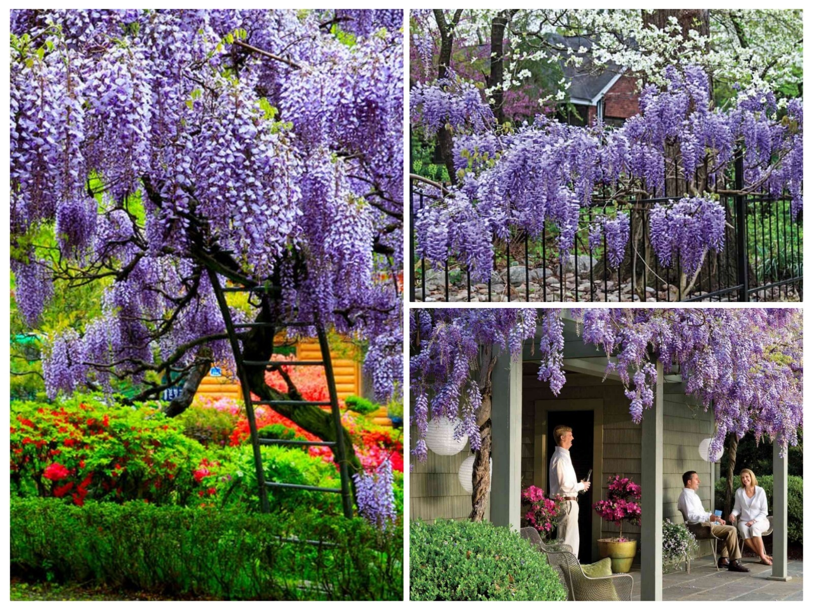 12+ Chinese Wisteria Tree Seeds Fast Climber Flower Vine, Cold Hardy Plant