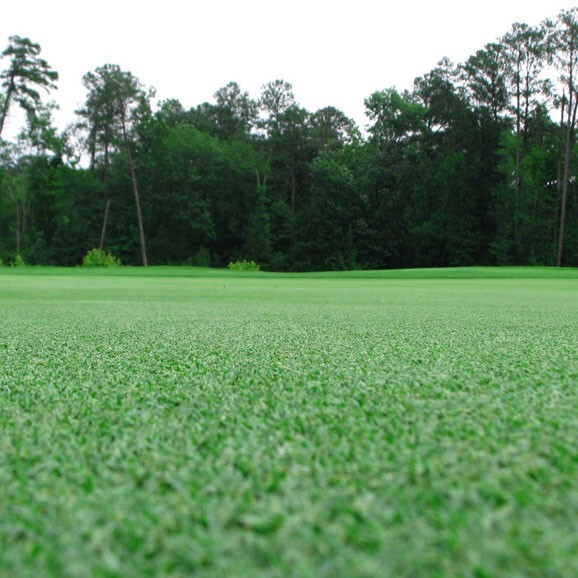 300,000 Premium Bermuda Grass Seeds unhulled with moisture retaining coating