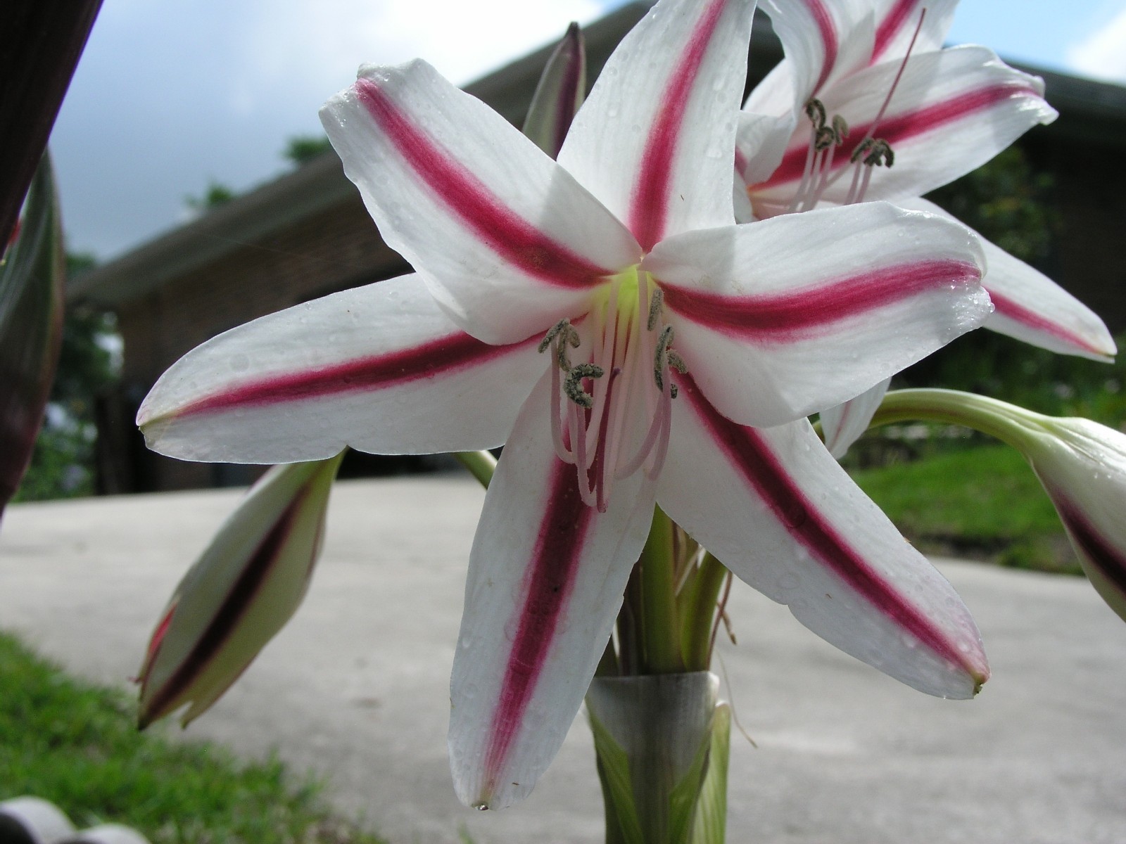 Crinum Lily, scabrum Margie Brown, large, near blooming-size bulb, NEW, RARE