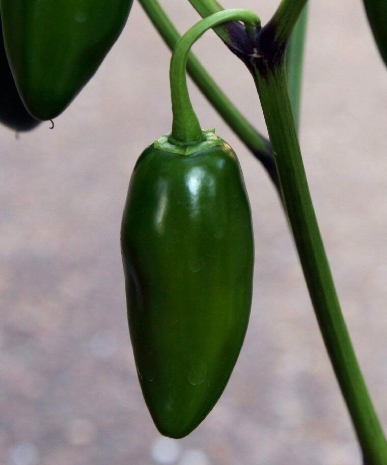 JALAPENO PEPPER SEEDS 30+ EARLY JALAPENO spicy MEXICAN CULINARY FREE SHIPPING