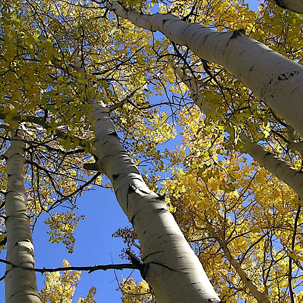 Quaking Aspen Tree Seeds (Populus tremuloides) Cold Hardy Golden Fall Tree