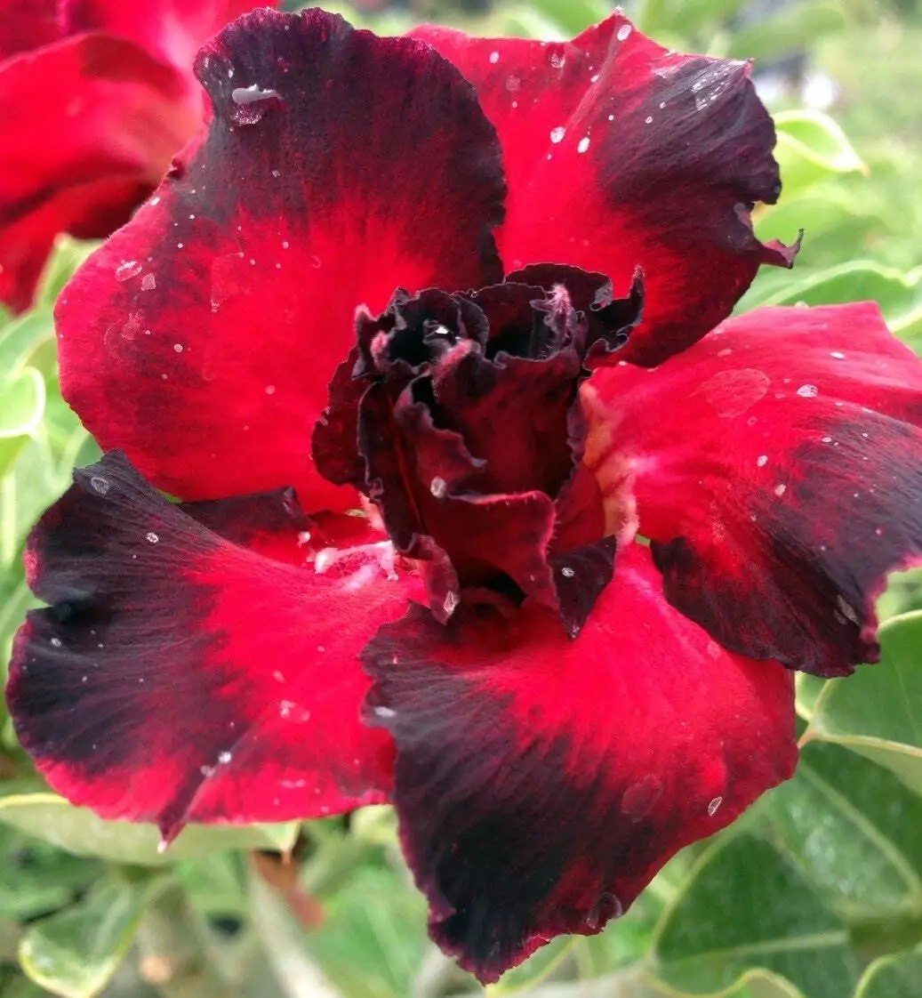 4 Seeds Adenium Obesum Desert Rose “Black Red” Perennial Seed Flower