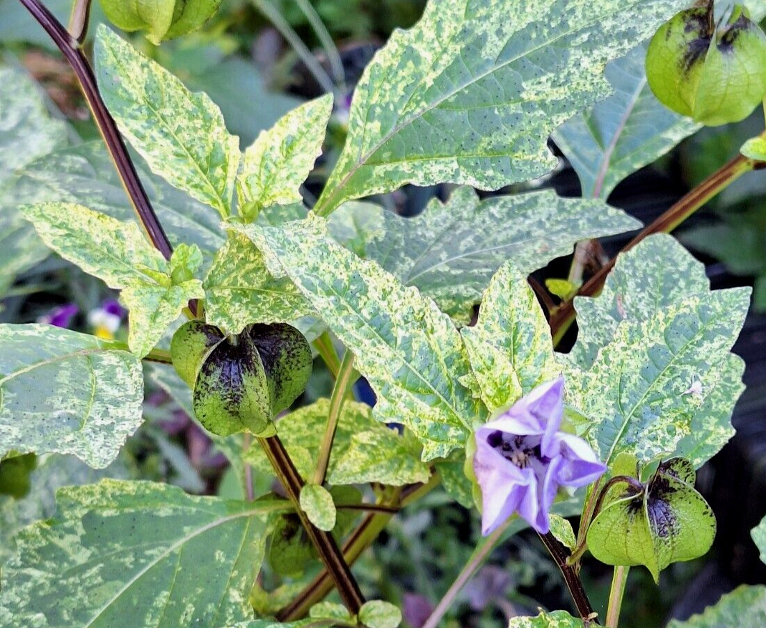 rare variegated shoofly plant 100 seeds, Nicandra Phsalodes Var. Splash of cream