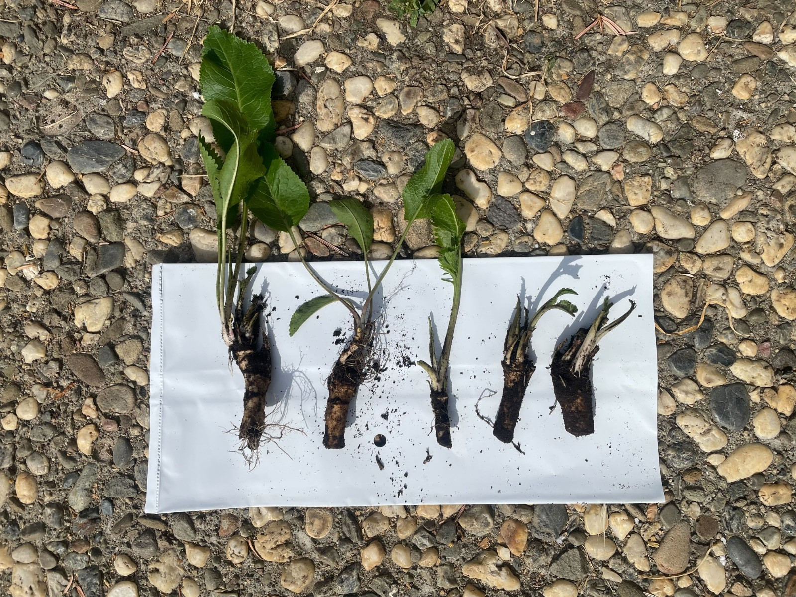5 Fresh ORGANIC Horseradish Roots – Ready to Plant! | Heirloom, Non-GMO, Spicy!