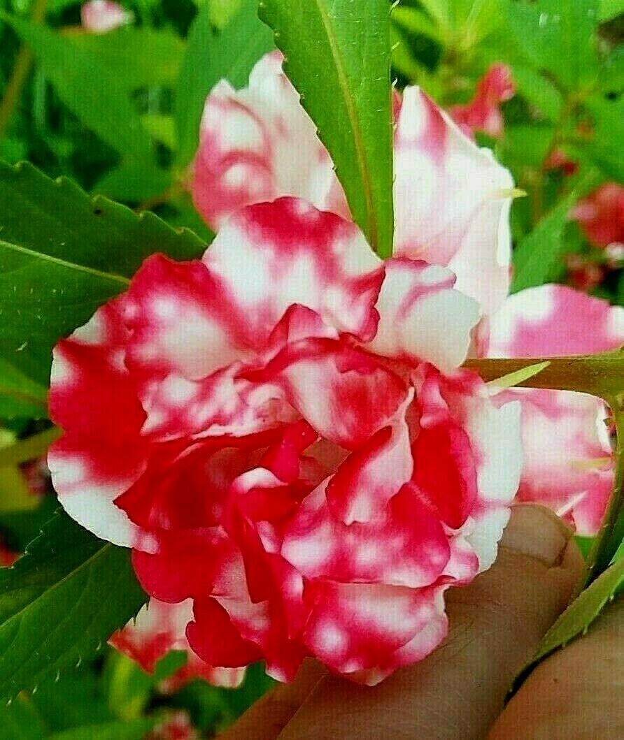 Peppermint Sticks Balsam -25 SEEDS- Beautiful Variegated Flowers Look Like Roses