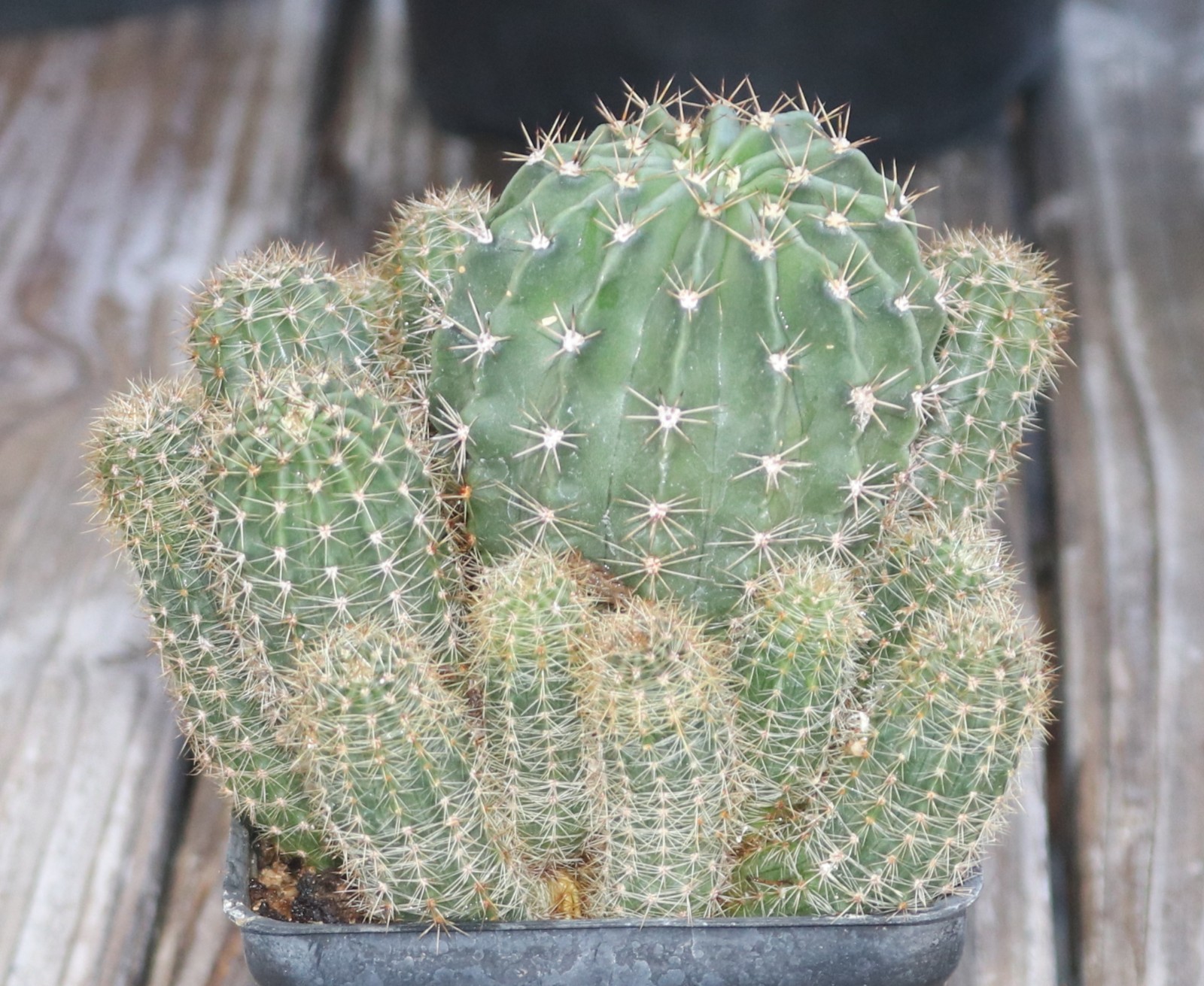 Echinopsis hybrid ‘Tropical Sunset’