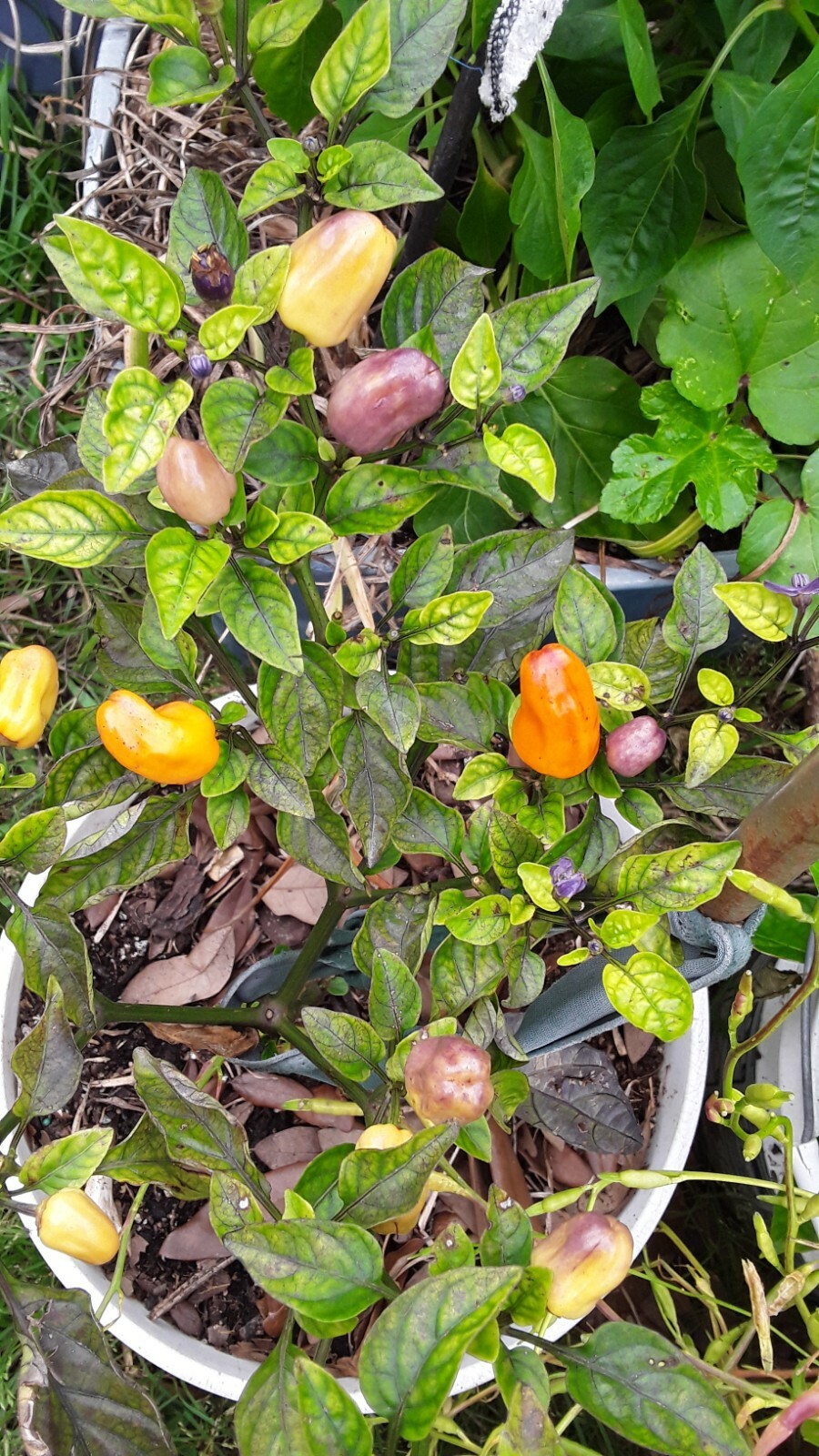 50+ Chinese 5 Color Pepper Seeds Edible & Ornamental Non-Gmo