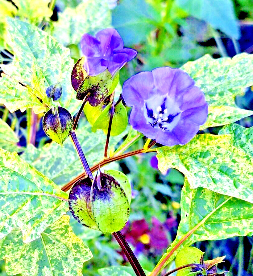 rare variegated shoofly plant 100 seeds, Nicandra Phsalodes Var. Splash of cream