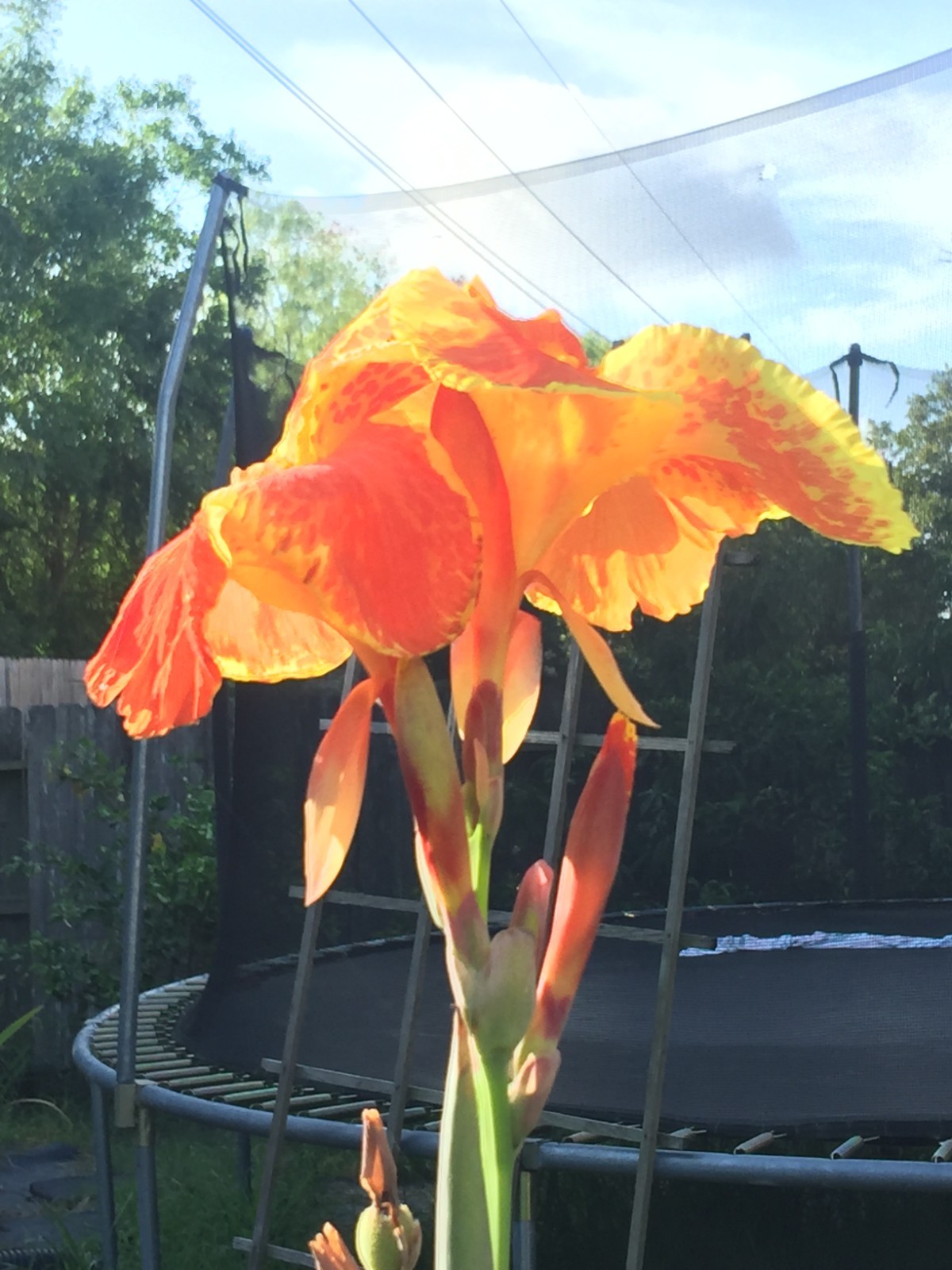 Fancy matured perennial water lilies for $45, yellow