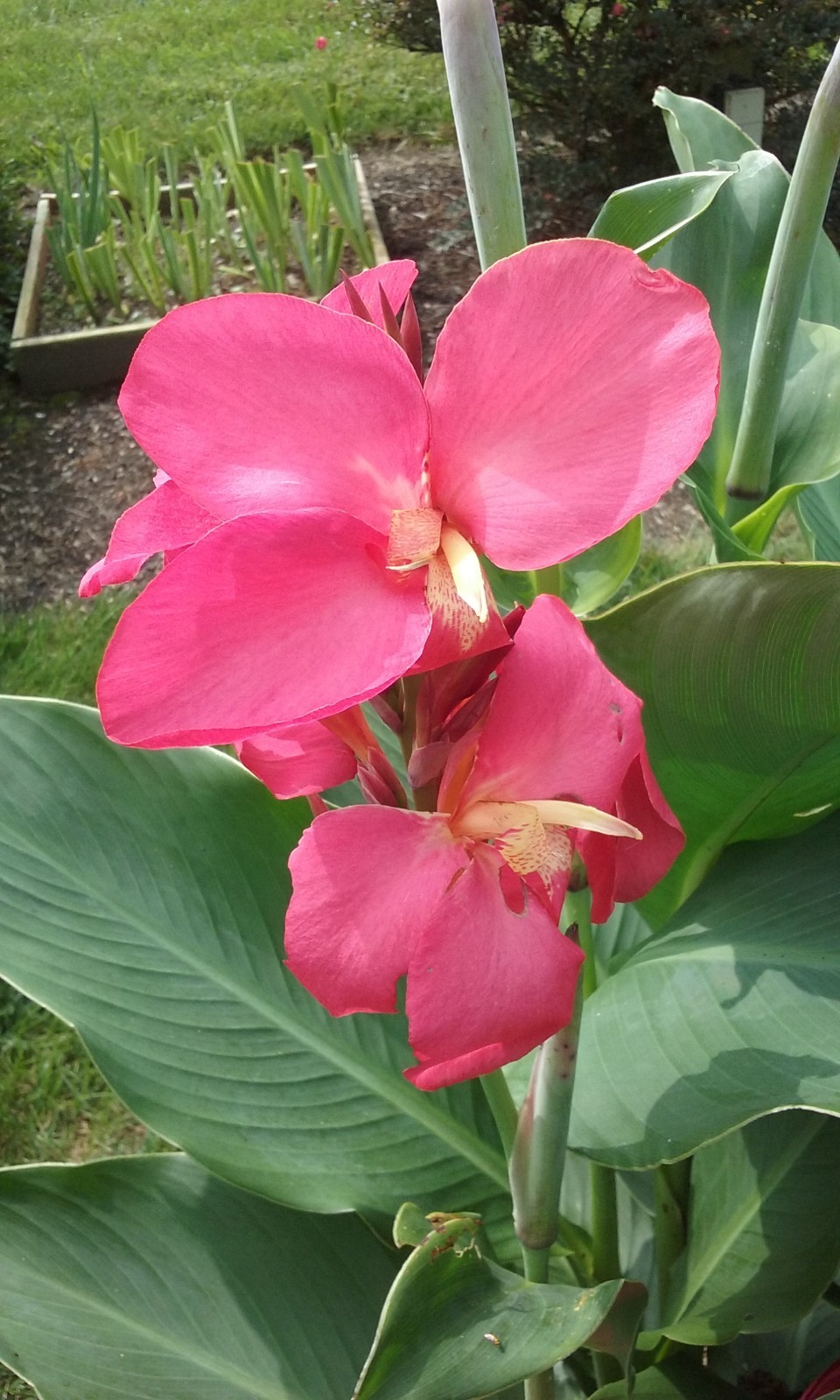 50 Canna Lily Seeds -Cannova Rose -Rose Flower -Green Leaves -3 ft Free Ship