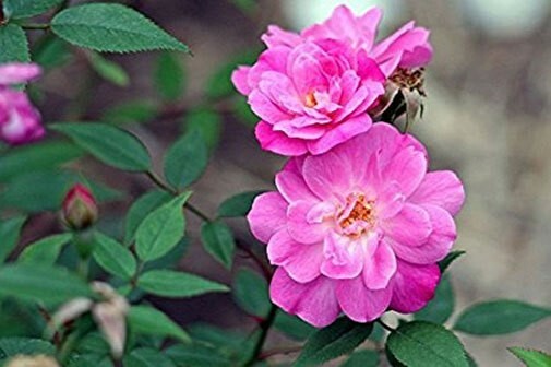 Rosa Chinensis Angel Wings | Miniature Rose | 10_Seeds