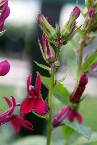 Lobelia cardinalis | Cardinal Flower | Queen Victoria | 150 Seeds