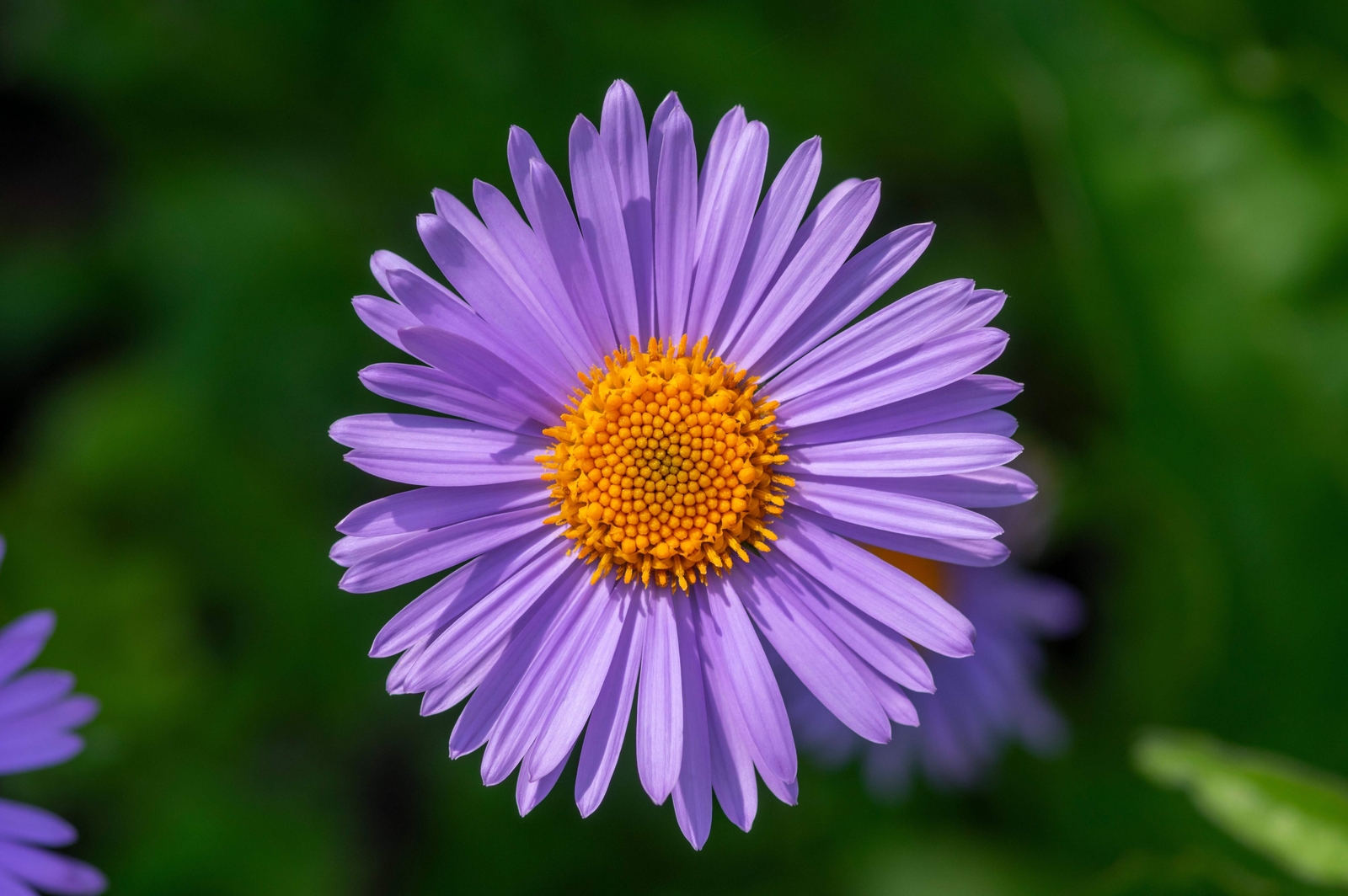 50 BLUE EAST INDIES ASTER Tongolensis Flower Seeds *Flat S/H