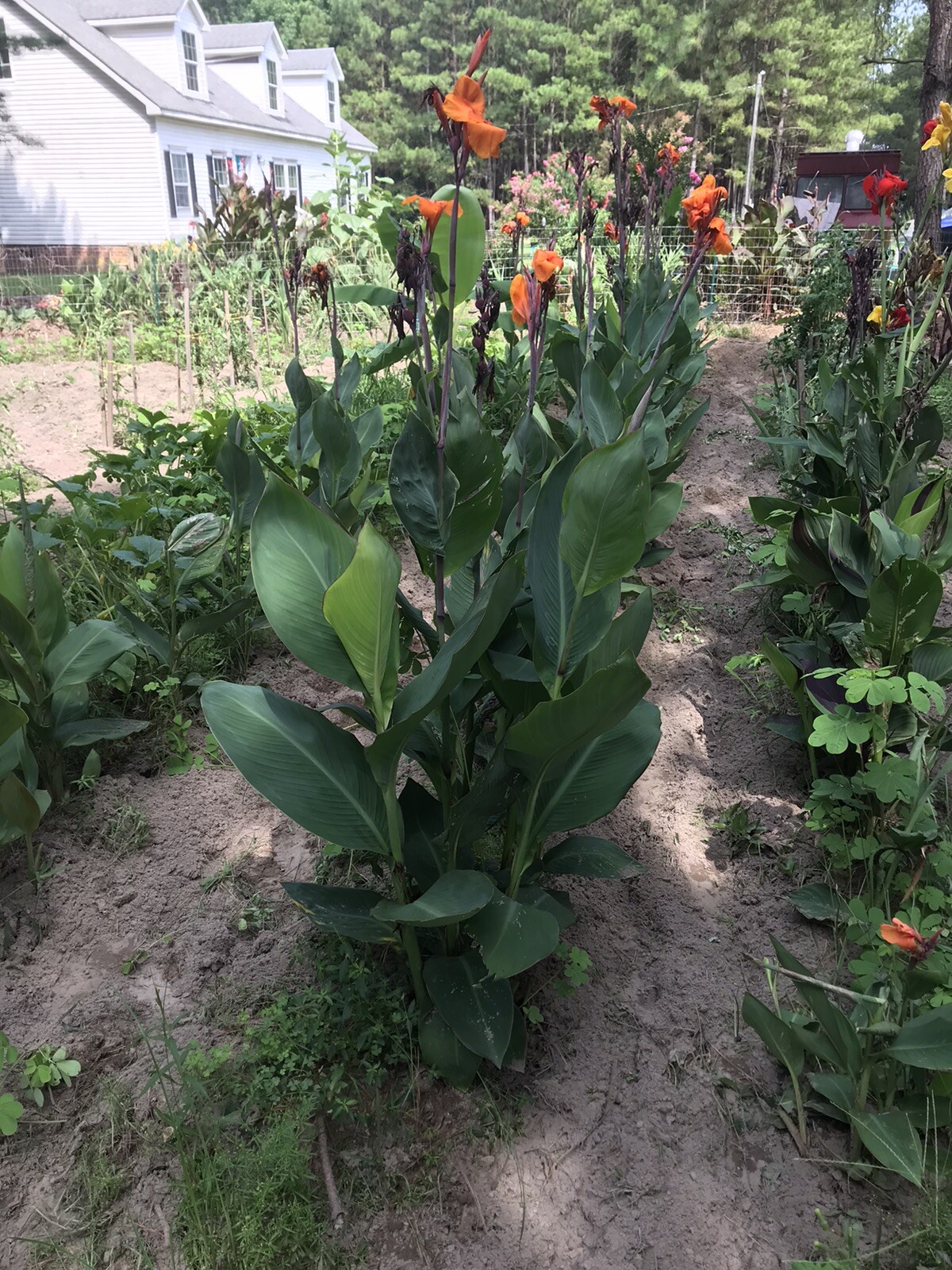 10 Bulb MixCanna Delight Mix Various Cannas Including Cleopatra And Tiger Bengal