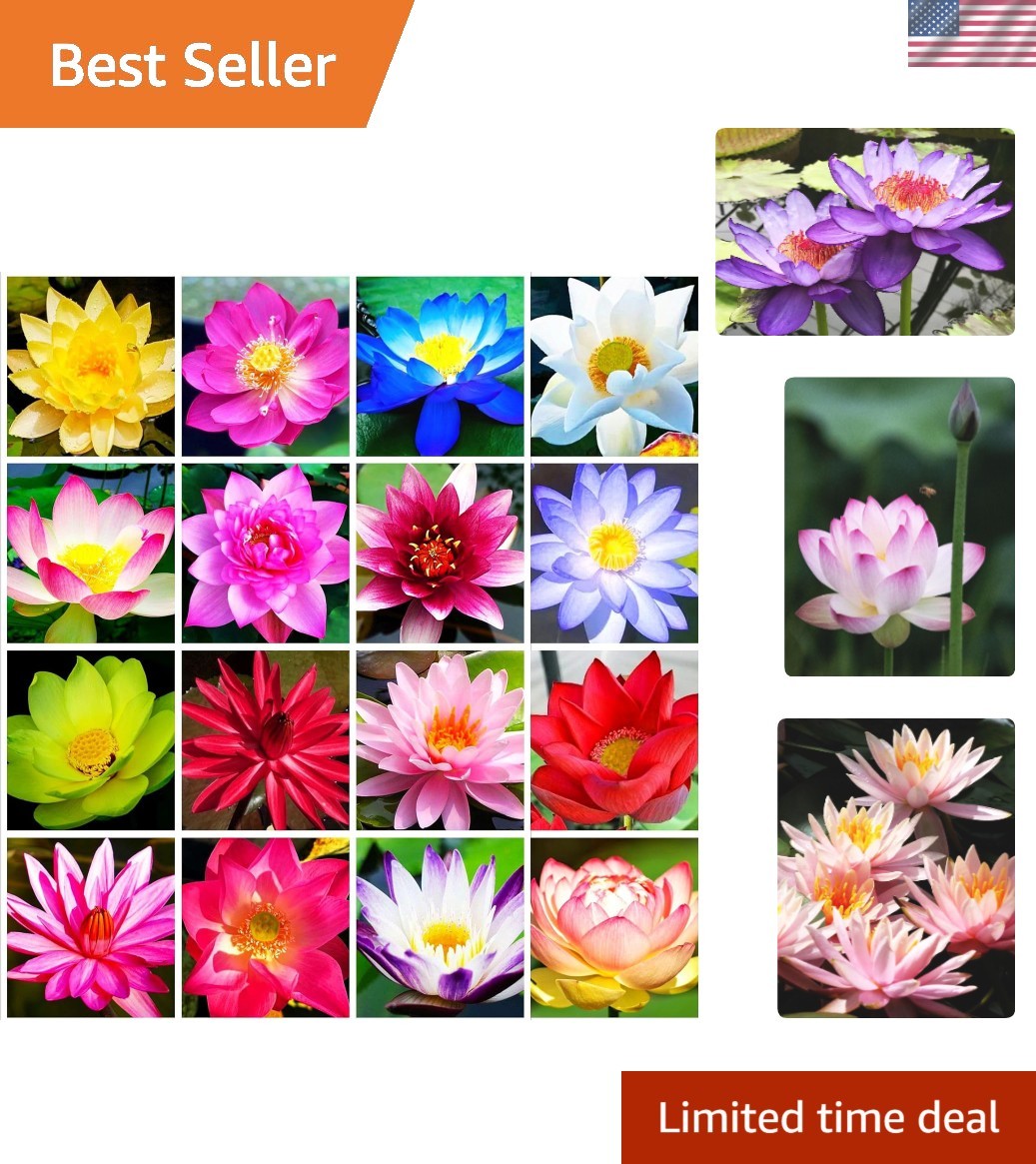 30 PCS Non-GMO Bowl Lotus Seeds – Vibrant Pink, Purple & Red Aquatic Flowers