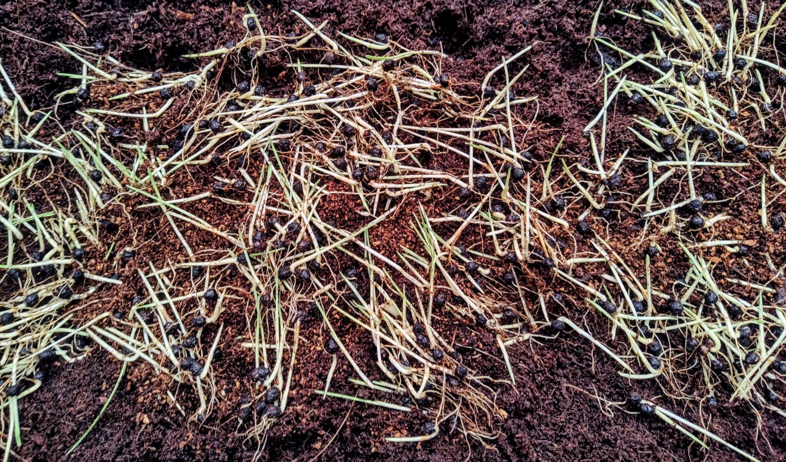 8-RED SEALING WAX PALM SEEDLINGS (Cyrtostachys renda)