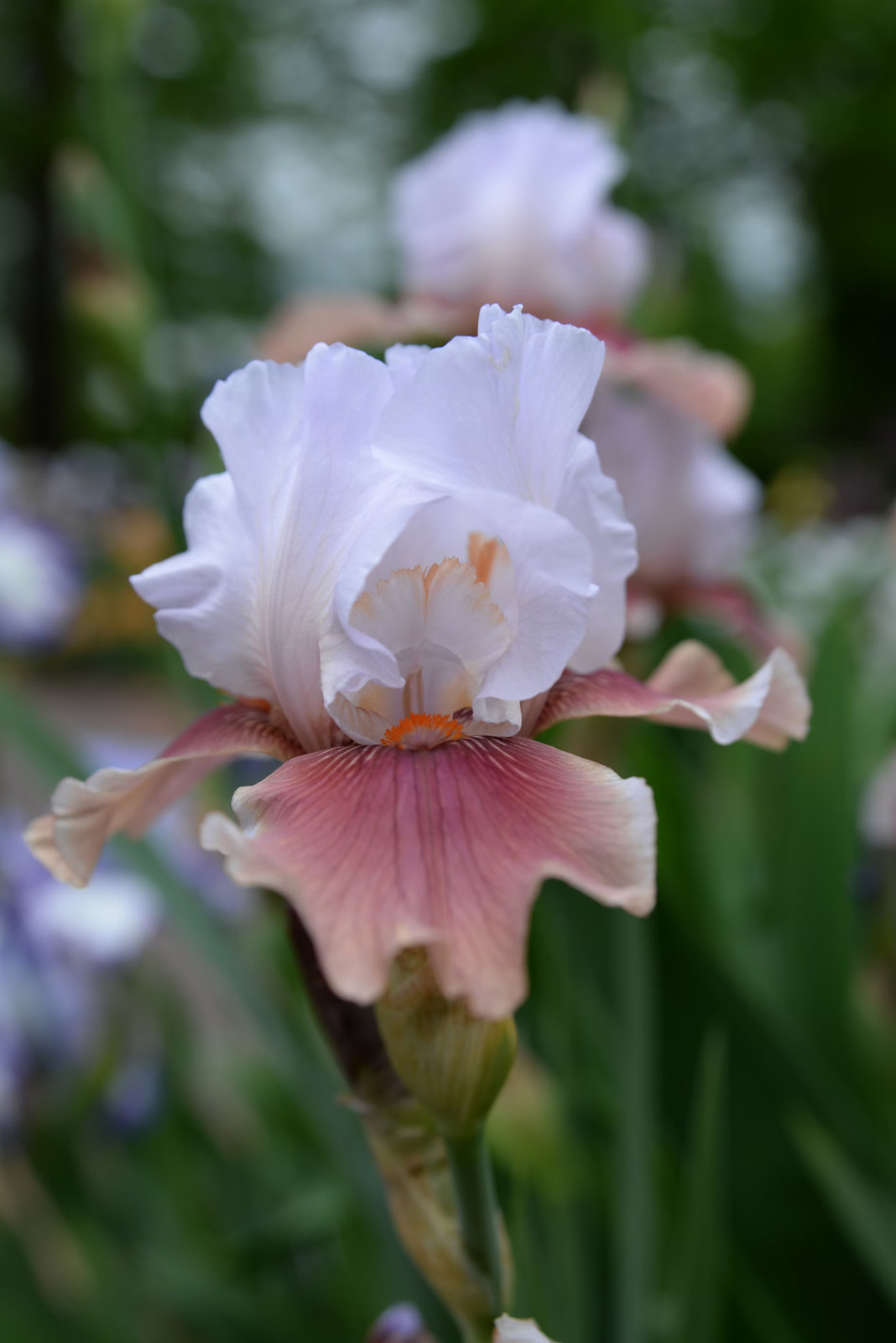 6x MIXED VARIETIES/COLORS BEARDED IRIS Bulbs/Rhizomes FRESH