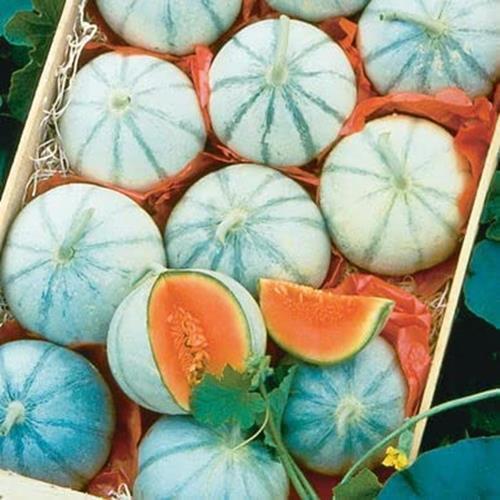 Melon Seeds for Planting – Grow Your Own Food
