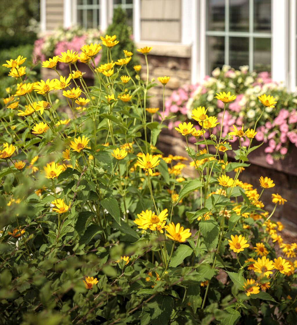 40 Heliopsis GoldenSun Yellow Sunflower Perennial Seeds~Brooklyn Botanical Club