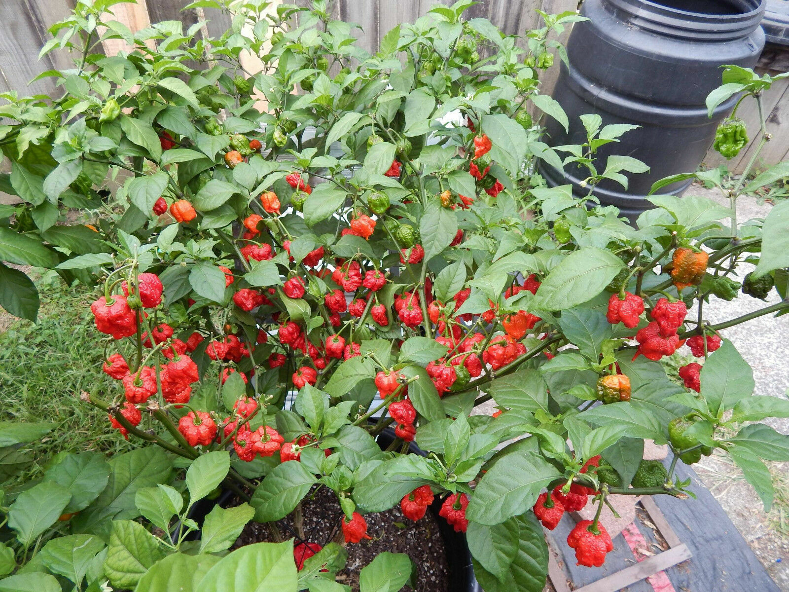 100 Carolina Reaper Chili Pepper Seeds World Record Hot Peppers Vegetables Seed