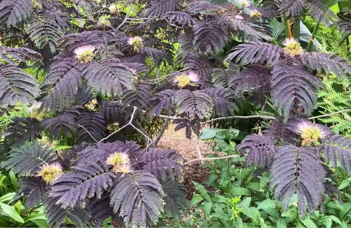 20 “COLD STARIFIED” Chocolate Mimosa Tree Seeds Silk Tree Albizia julibrissin