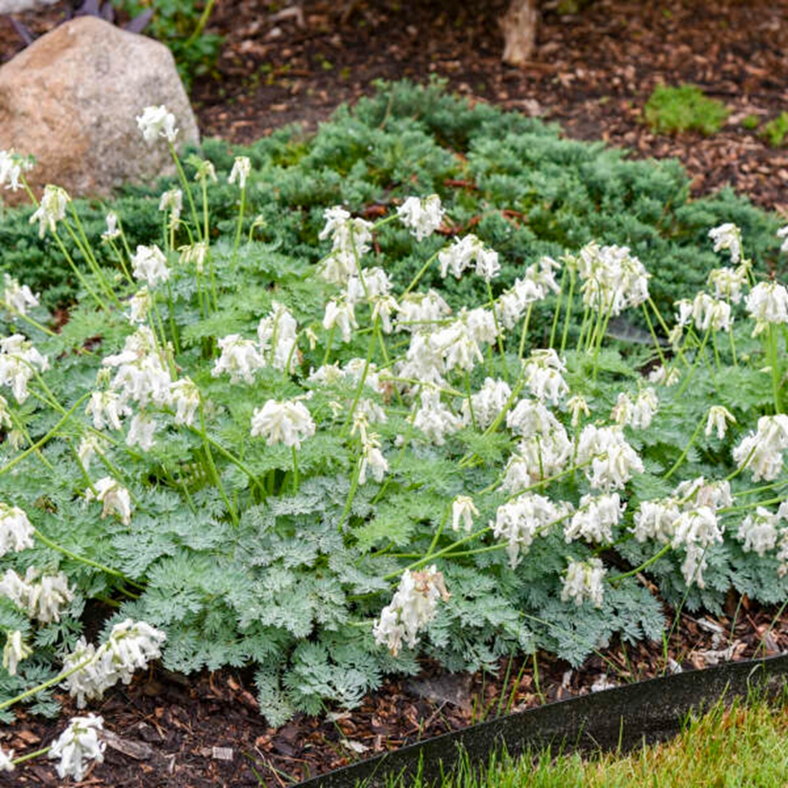 25 White Diamon Bleeding Heart Seeds Dicentra Spectabilis Flowers Seed US SELLER