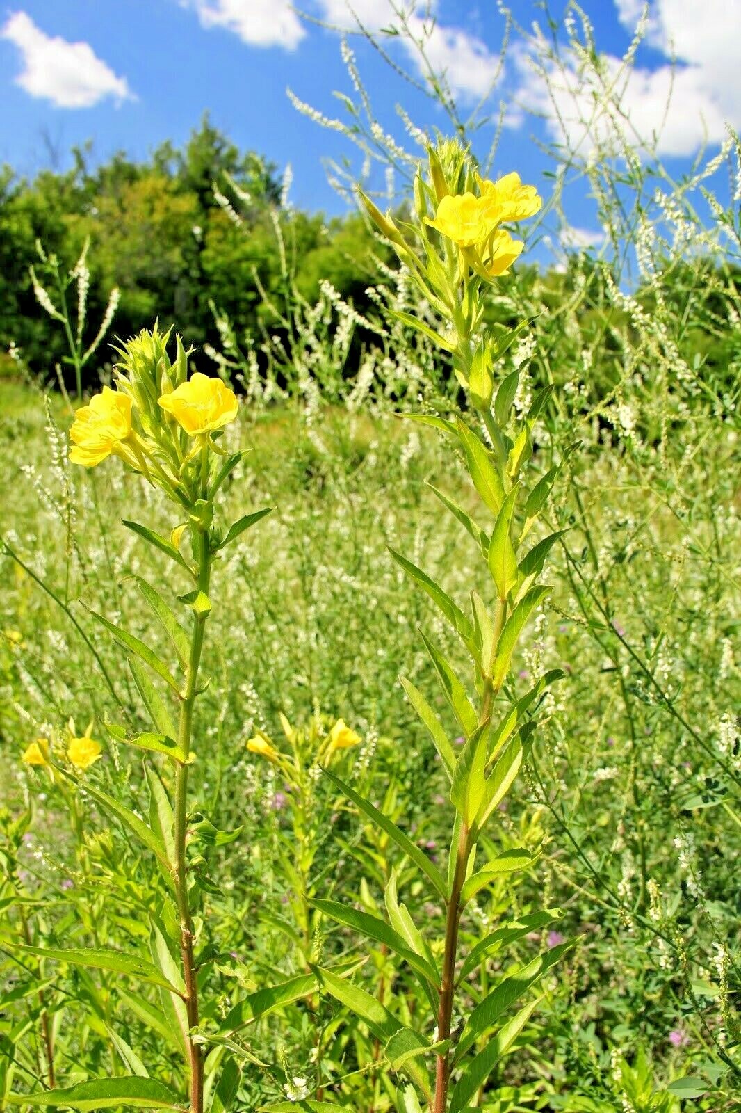 501+COMMON EVENING PRIMROSE Flower Seeds Annual Wildflower Garden Container Easy