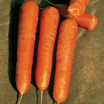Scarlet Nantes Carrot Seeds |Heirloom Fall Garden Root Fresh Vegetable Seed 2023
