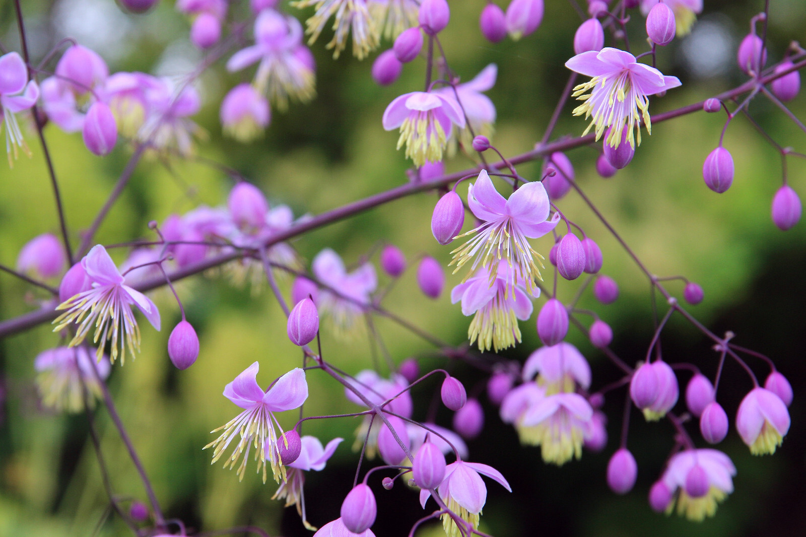 5 CHINESE MEADOW RUE Pink Yunnan Thalictrum Dipterocarpum Delavayi Flower Seeds