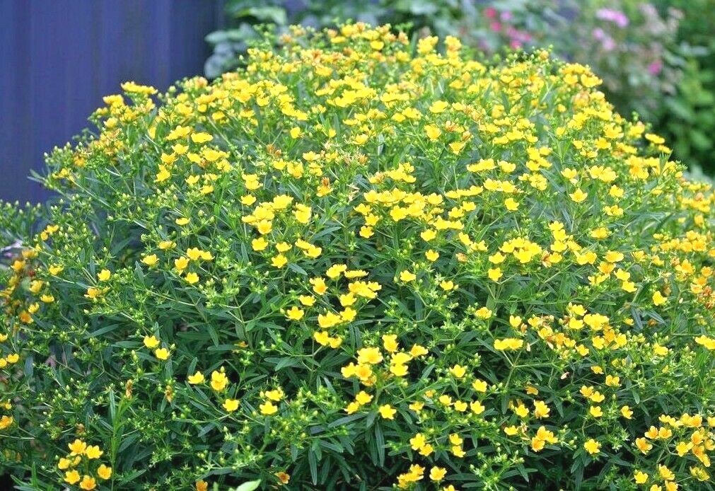501+Great ST. JOHNS WORT Seeds Native Wildflower Shrub Perennial Herb Medicinal