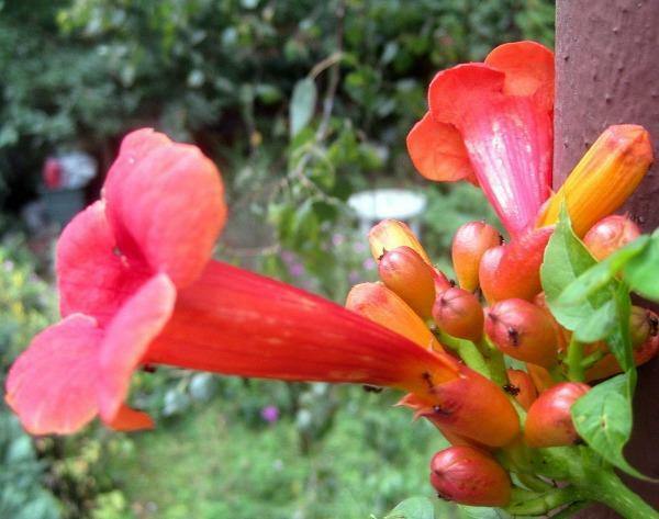 Campsis radicans Flamenco | Hummingbird vine | Trumpet Creeper | 100 Seeds