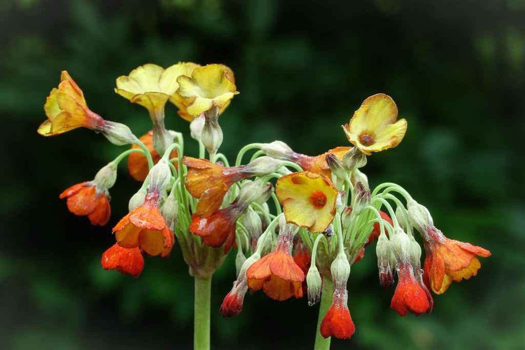 Primula florindae – Keilour color mix seed