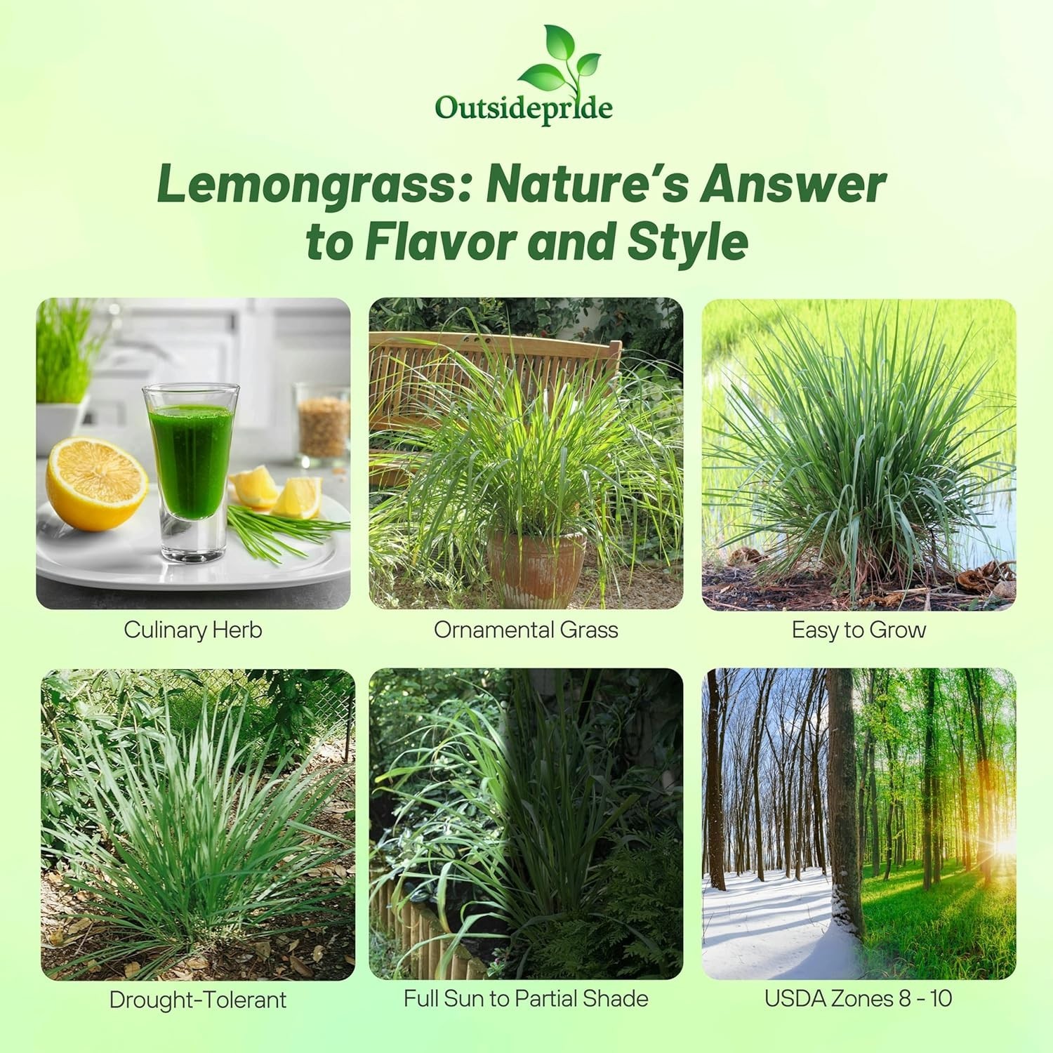 Lemon Grass Seeds for Planting – 2000 Perennial Seeds, Mosquito Repellent, De…