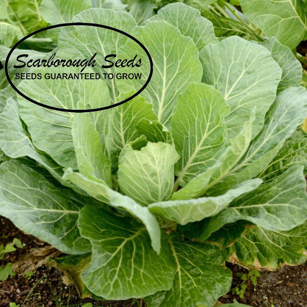 SCARBOROUGH SEEDS 500 COLLARD GREENS SEEDS, GEORGIA SOUTHERN, HEIRLOOM