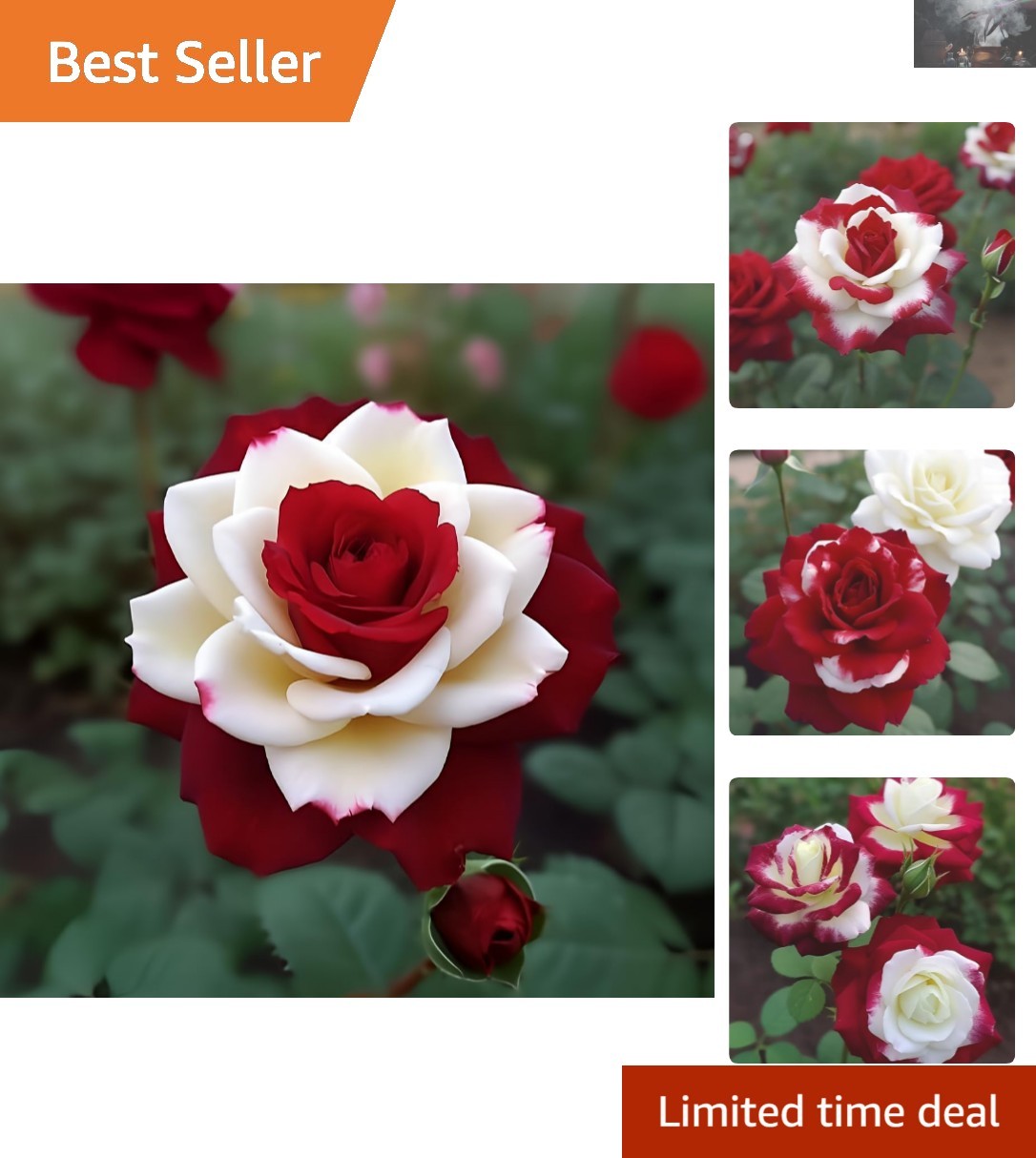 Heirloom Rare Twin Rose Seeds – 20pcs Red White Blooms for Spectacular Gardens