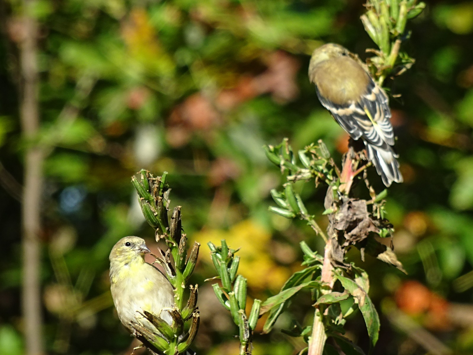 Oenothera biennis primros Native Wildflower 100seeds from 2025 Birds Bees Edible