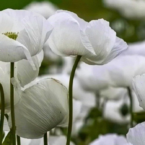 2,500 – 10,000 Premium Organic Peshawar White Somniferum Poppy Seeds For Plantin