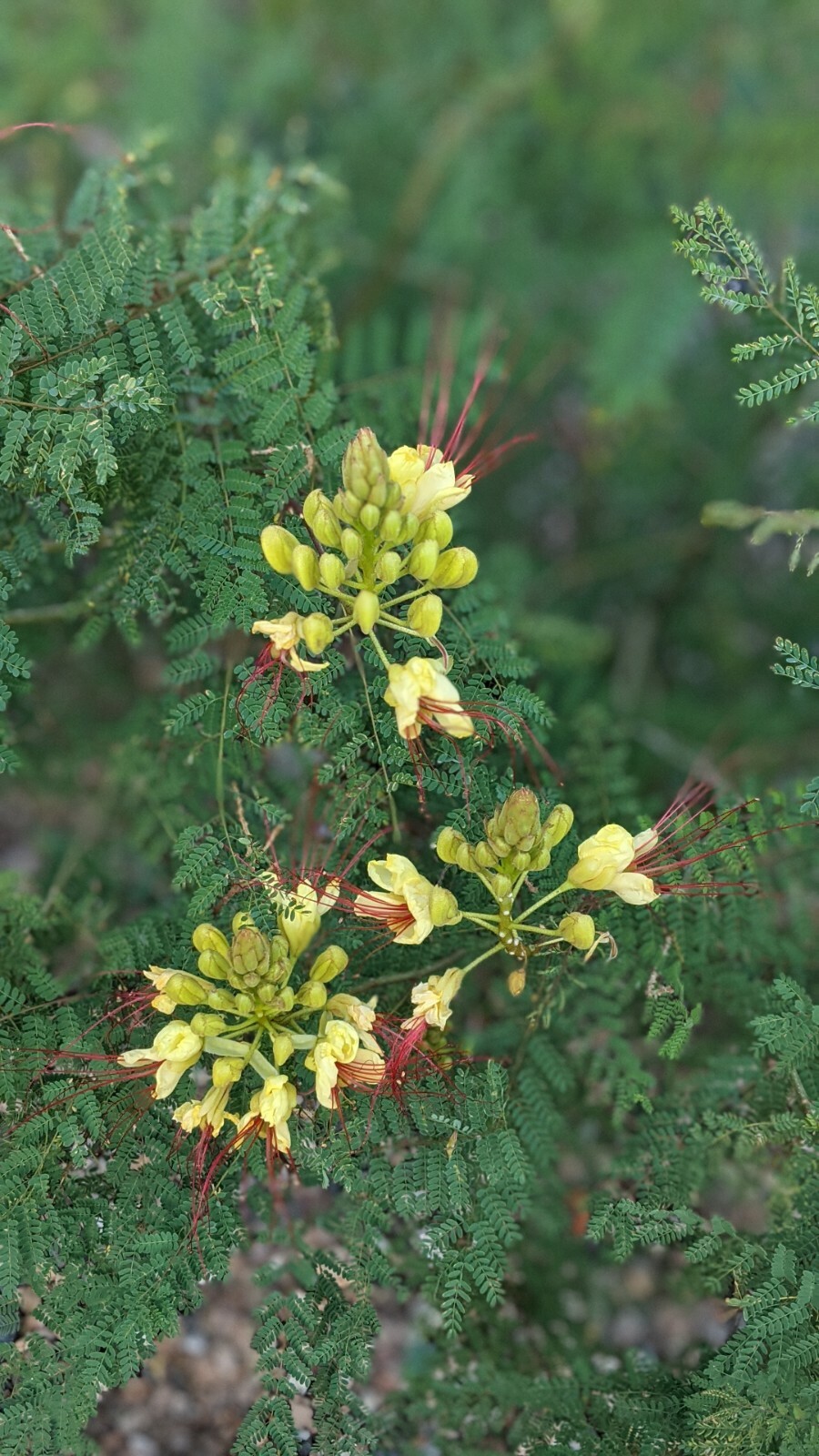 20 Desert Yellow Bird Of Paradise, Caesalpinia Gilliesii Seeds From Arizona
