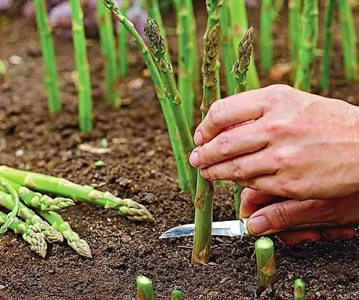 6 Asparagus Crowns “Millennium” (Pack of 6 Bare Root Plants) Zones 3-8