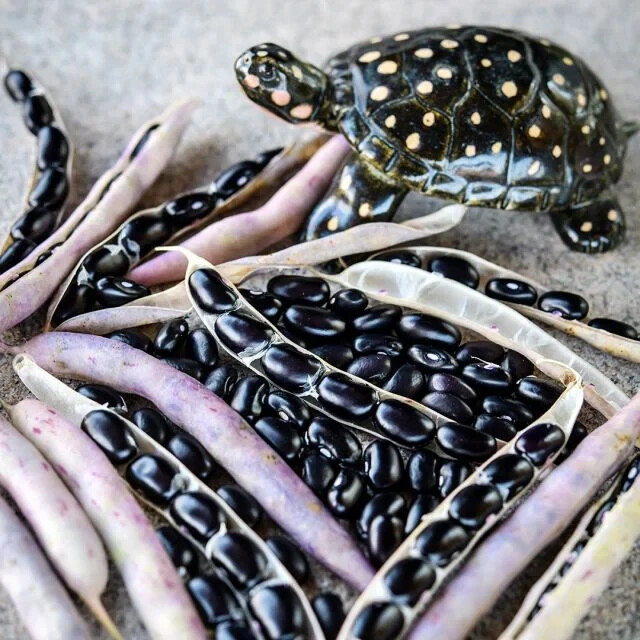 Black Turtle Bean Seeds (25) / ORGANIC / FLORIDA GROWN / POLE BEAN