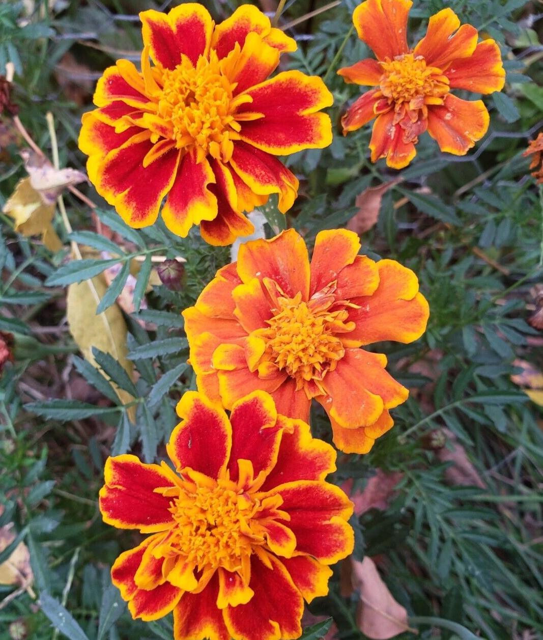 Sparky Mix Dwarf Marigold (200+ seeds) – drought tolerant and easy to grow!
