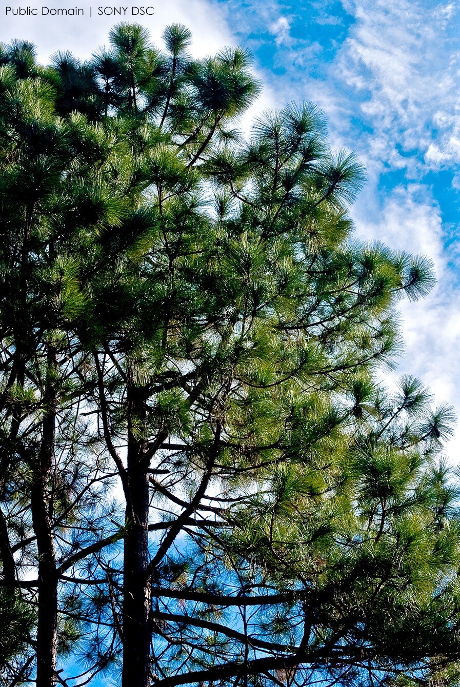 Slash Pine Tree | Premium Seeds | Pinus elliottii | Plants’®