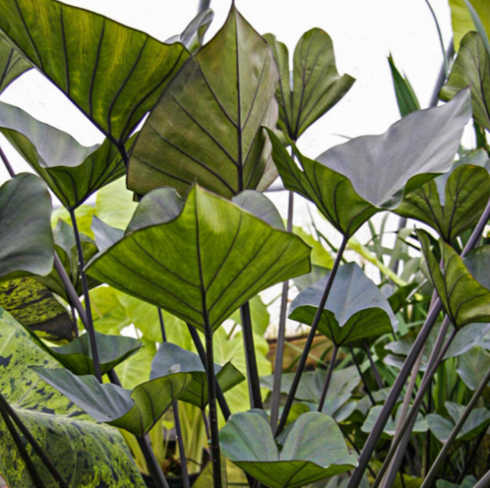 Tea Cup Colocasia Plant – 6-12″ Tall – Tropical Elephant Ear for Containers