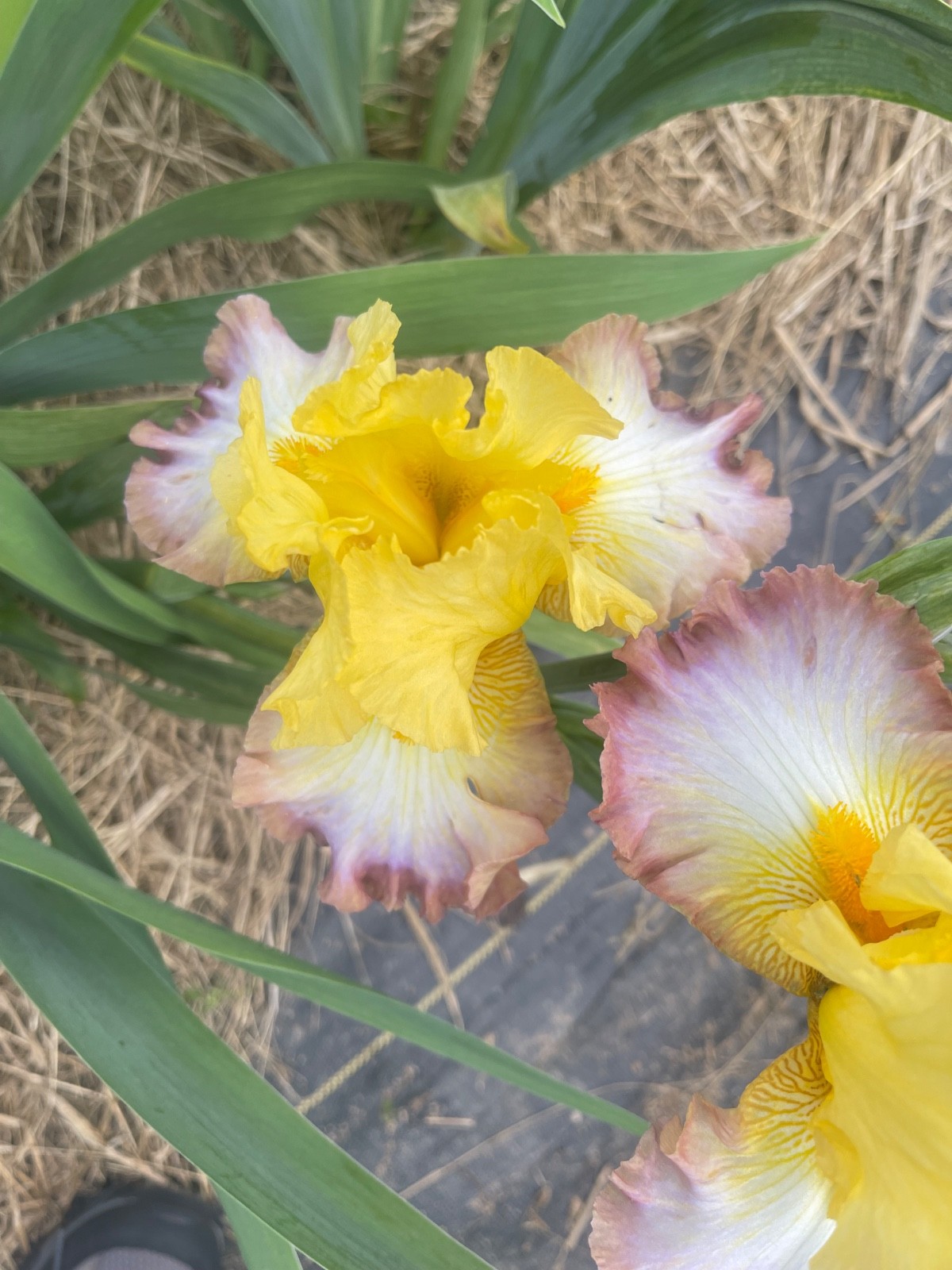 10 Fresh Dug Iris Rhizomes – Mixed Colors & Varieties