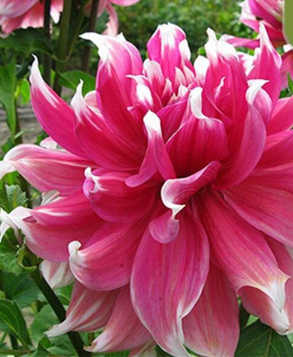 20 SEEDS DAHLIA blossom flowering bud rare bloom exotic garden plant 18 colors