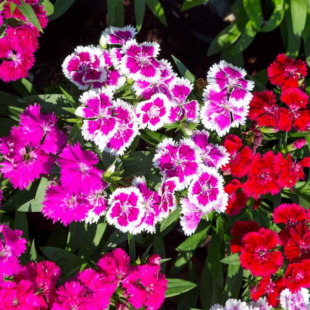 1 LB Dianthus Sweet William Seed Mix For Planting | Xeriscape Landscaping
