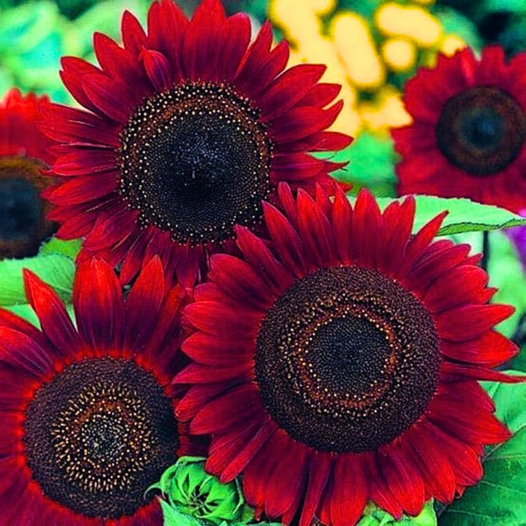 Fresh Premium Red Sun Sunflower Seeds | Heirloom Non-GMO | Flower seeds